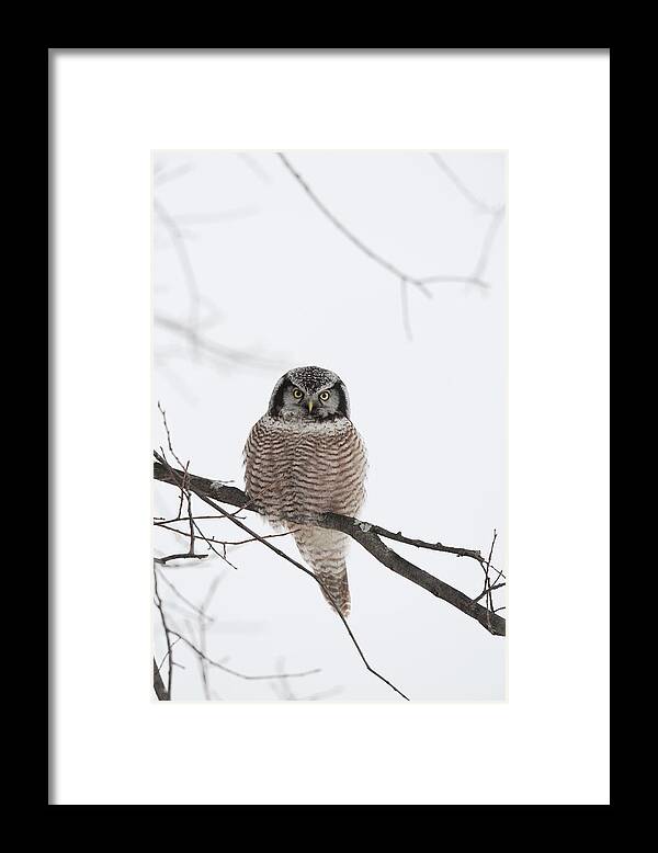 One Animal Framed Print featuring the photograph Northern Hawk Owl Surnia Ulula by Thomas Kokta