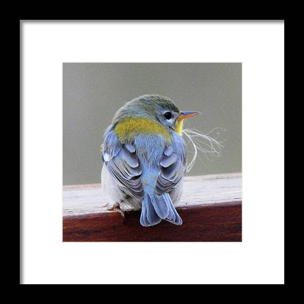Birds Framed Print featuring the photograph Northern Parula I by Karen Stansberry