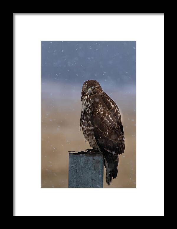 Hawk Framed Print featuring the photograph Not Impressed by Randy Robbins
