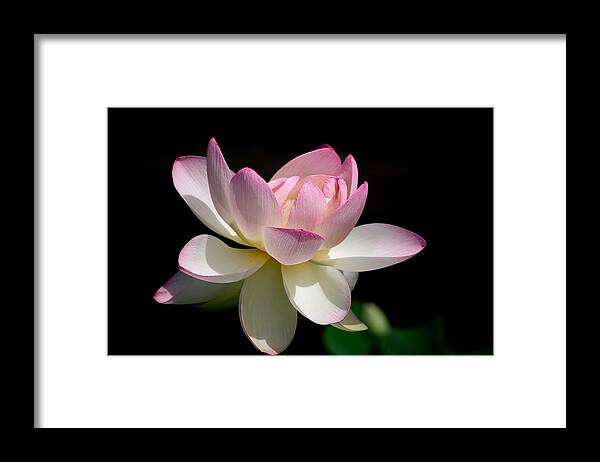 Lotus Framed Print featuring the photograph Not Your Average Waterlily by Linda Bonaccorsi