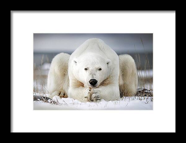 Bear Framed Print featuring the photograph Now That You Wake Me Up Is Better For You To Start Running by Alberto Ghizzi Panizza