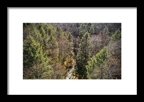 New York Framed Print featuring the photograph NY Forest by Anthony Giammarino