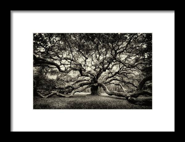 Live Oak Framed Print featuring the photograph Oak of the Angels - Sepia by Renee Sullivan