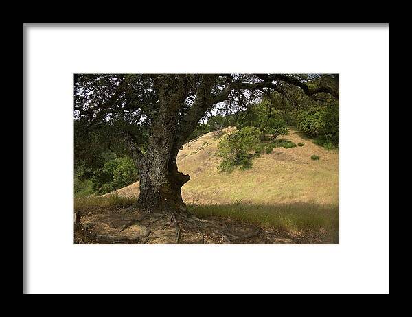 Marin County Framed Print featuring the photograph Oak Tamalpias Watershed by John Parulis