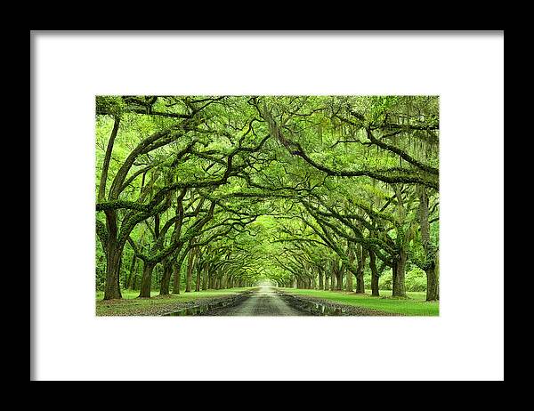 Trees Framed Print featuring the photograph Oaks Avenue 1 by Moises Levy