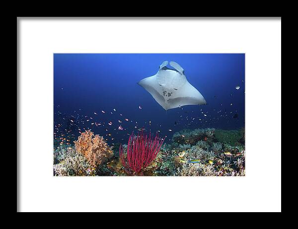 Underwater Framed Print featuring the photograph Ocean Manta Ray On The Reef by Barathieu Gabriel
