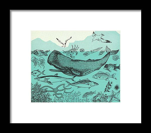 Animal Framed Print featuring the drawing Ocean Sealife by CSA Images