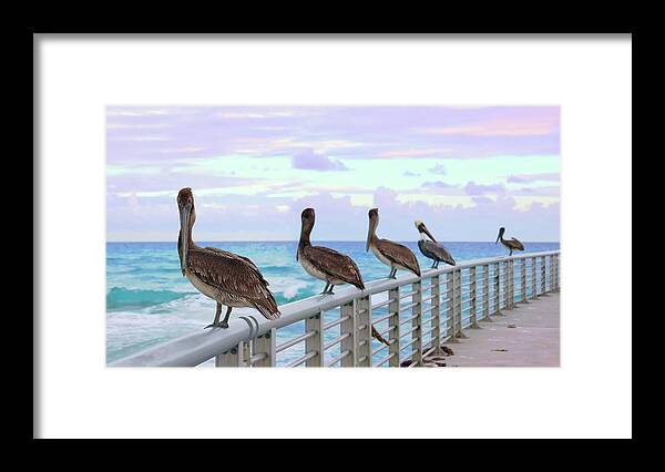 Pelican Framed Print featuring the photograph Ocean Watching by Iryna Goodall