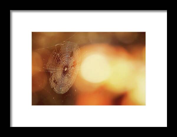 Cobwebs Framed Print featuring the photograph October Spiderweb by Carrie Ann Grippo-Pike