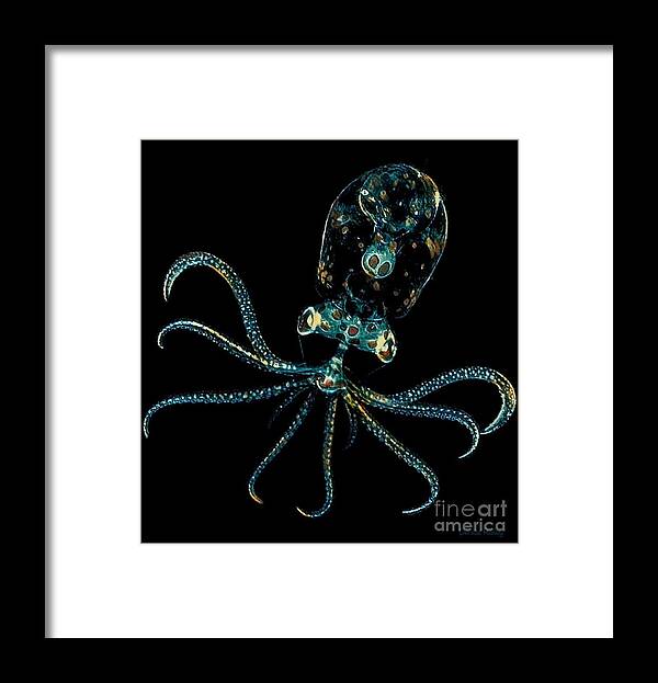 Octopus Framed Print featuring the mixed media OctoHi by Denise Railey