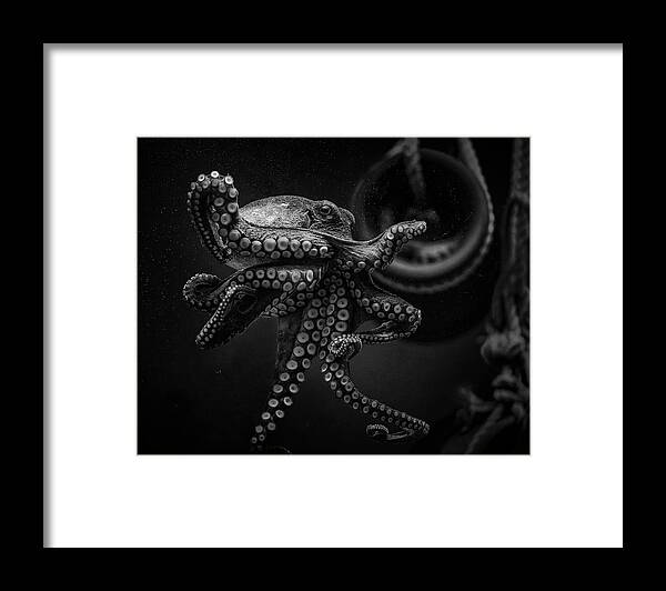 Animal Framed Print featuring the photograph Octopus by Jealousy