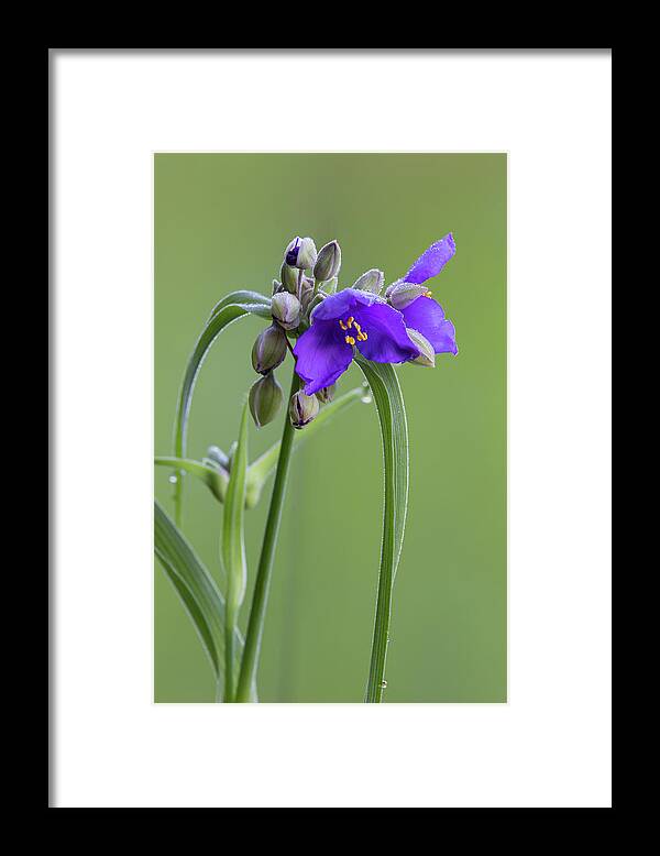 Ohio Spiderwort Framed Print featuring the photograph Ohio Spiderwort by Dale Kincaid