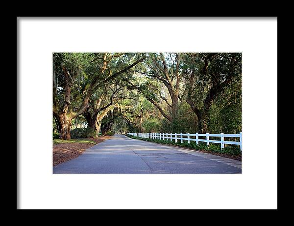 Live Oak Framed Print featuring the photograph Old South Live Oaks by Cynthia Guinn