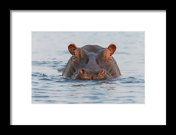 #faatoppicks Framed Print featuring the photograph On Chobe River by Cheng Chang