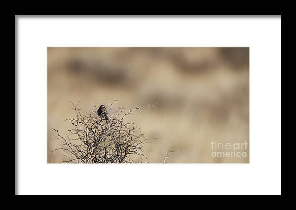 Bird Framed Print featuring the photograph On The Lookout by Robert WK Clark