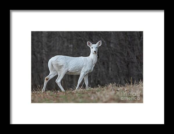 Leucism Framed Print featuring the photograph One of a Kind by Amfmgirl Photography