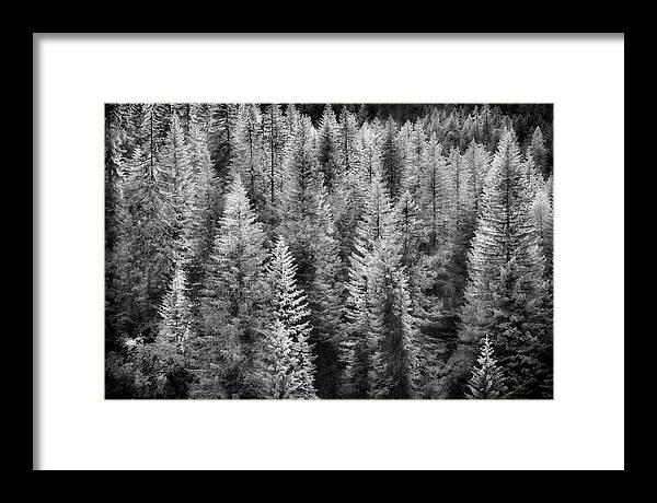Black And White Framed Print featuring the photograph One Of Many Alp Trees by Jon Glaser