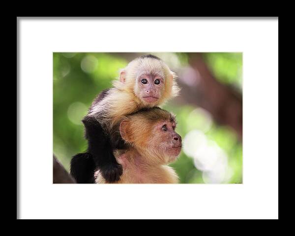 Capuchin Framed Print featuring the photograph One Of Those Days When You Just Can't Seem To Get The Monkey Off Your Back by Brian Gustafson