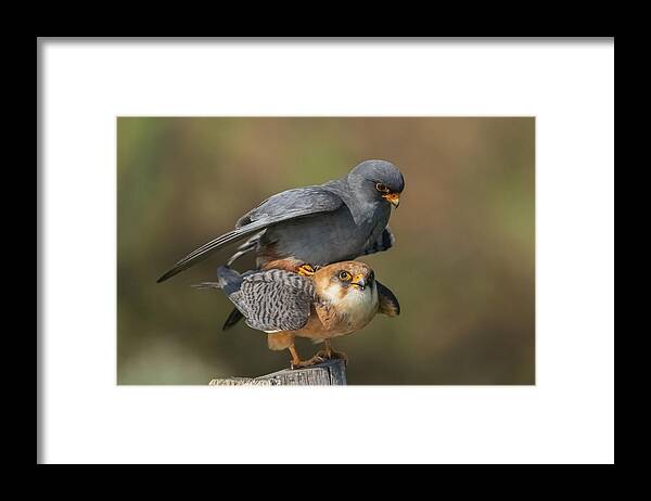 Red_footed_falcone
Bird
Birds
Mating
Pair
Wildlife
Nature
Wings
Bokeh Framed Print featuring the photograph One On One by Carmel Tadmor