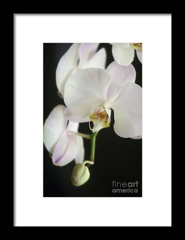 Orchids Framed Print featuring the photograph One On The Way by Joan Bertucci