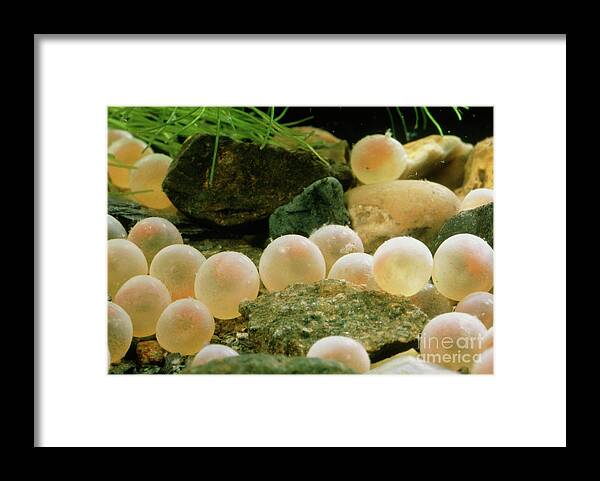 One-week-old Brown Trout Eggs Framed Print by Science Pictures  Limited/science Photo Library - Science Photo Gallery
