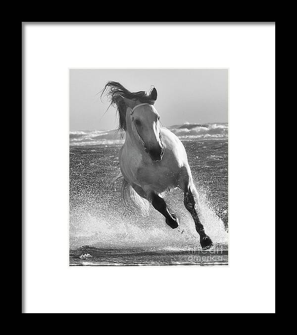 Stallion Framed Print featuring the photograph One with the Sea by Jody Miller
