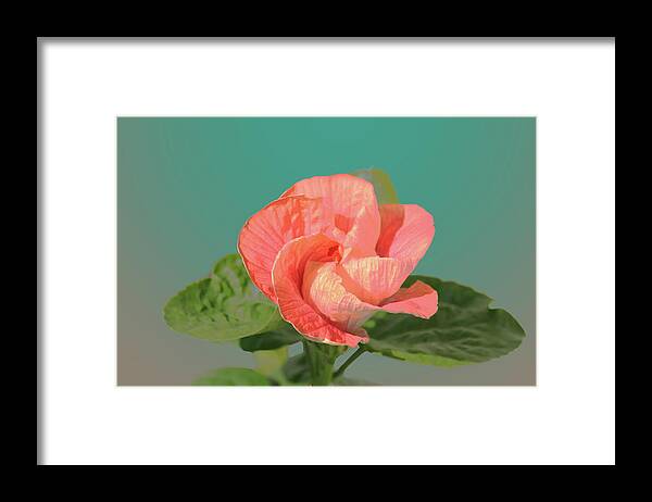 Flower Framed Print featuring the digital art Opening by Steve Karol