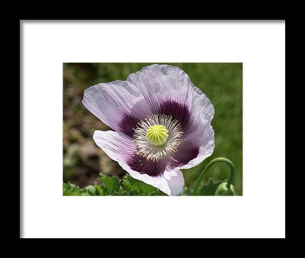 Angiosperm Framed Print featuring the photograph Opium Poppy Flower by Nigel Cattlin