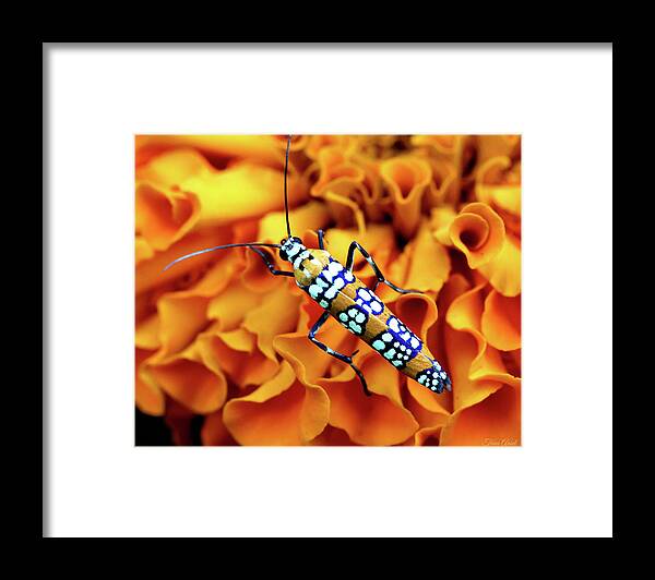 Insects Framed Print featuring the photograph Orange Ailanthus Webworm Moth by Trina Ansel