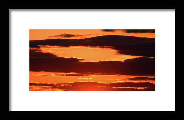 Orange Framed Print featuring the photograph Orange and Black by William Selander