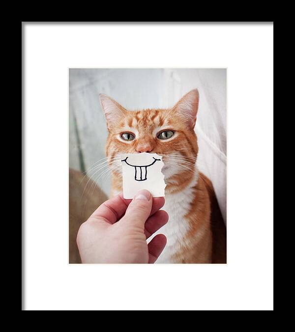 Pets Framed Print featuring the photograph Orange Cat Face by Jtsiemer