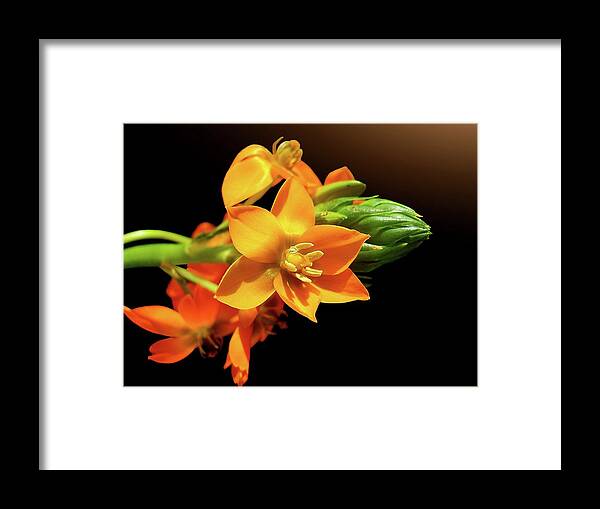 Orange Color Framed Print featuring the photograph Orange Chincherinchee by Gitpix