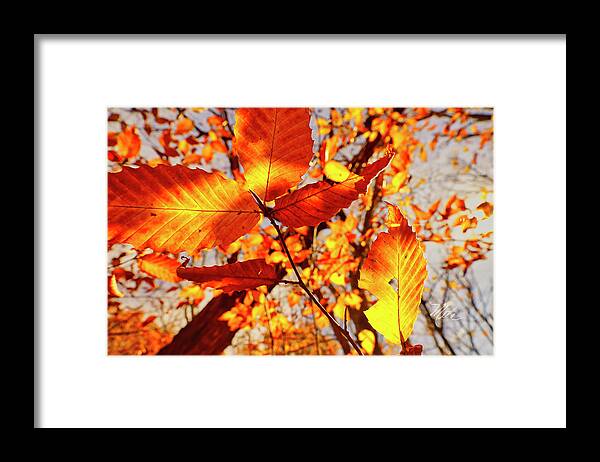 Fall Framed Print featuring the photograph Orange Fall Leaves by Meta Gatschenberger
