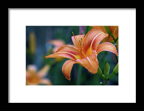 Day Lily Framed Print featuring the photograph Orange Lily Detailed Petals by Jason Fink