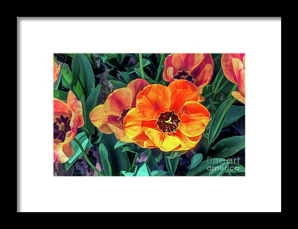 Art Framed Print featuring the photograph Orange Poppies by Roslyn Wilkins