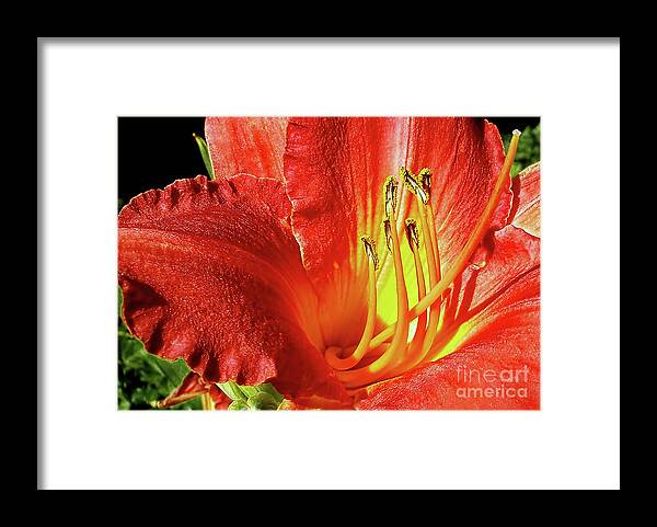 Orange Red Day Lily Framed Print featuring the photograph Orange-Red Day Lily by Kaye Menner
