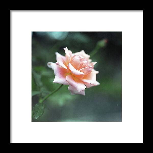 Orange Color Framed Print featuring the photograph Orange Rose by Image Is Everything!