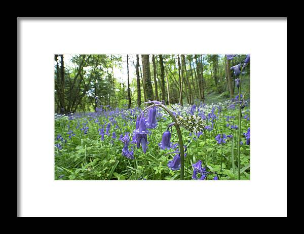 Plant Framed Print featuring the photograph Orange Tip Butterfly Female On Bluebell Flower Clare Glen by Robert Thompson / Naturepl.com