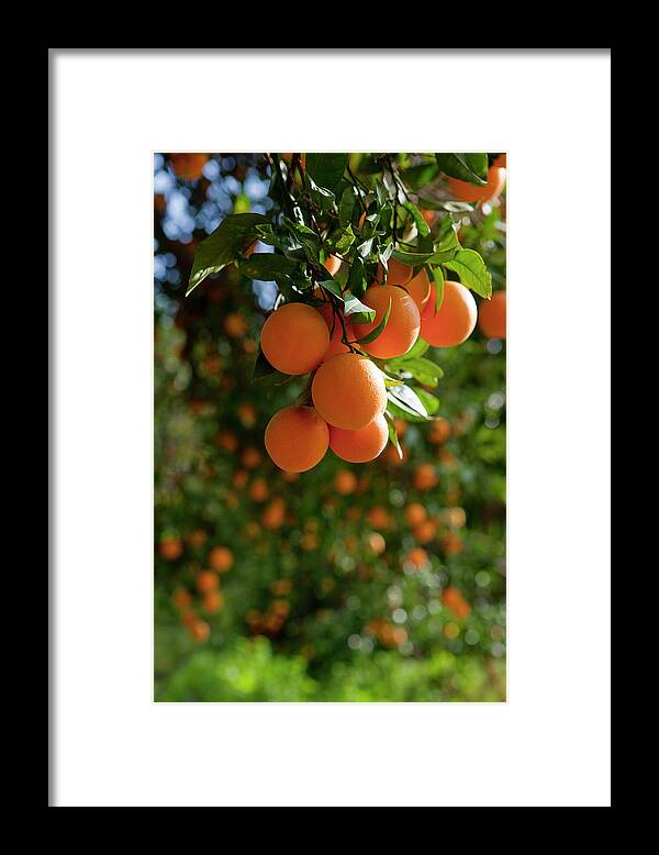 Hanging Framed Print featuring the photograph Orange Trees by Ozgurdonmaz