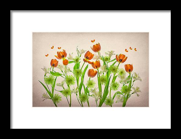 Green Framed Print featuring the photograph Orange Tulip & Green Chrysanthemum by Lydia Jacobs
