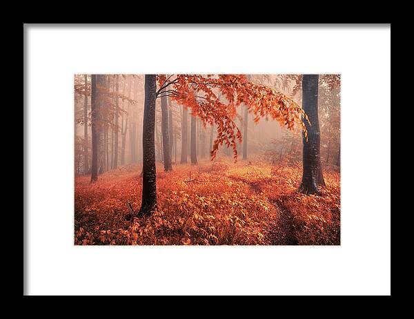 Mountain Framed Print featuring the photograph Orange Wood by Evgeni Dinev