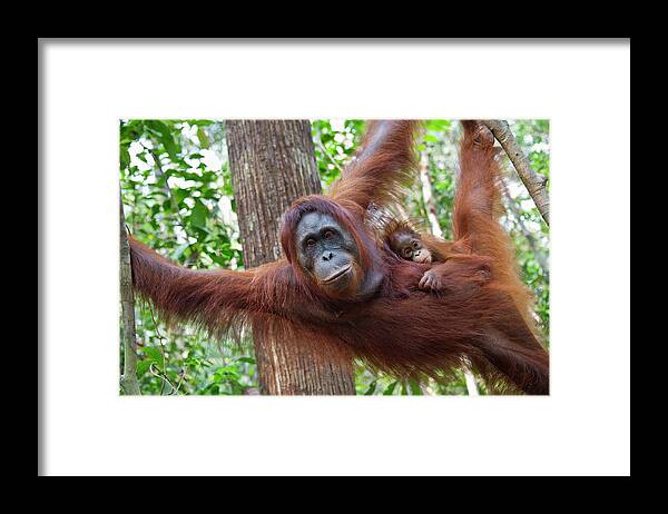 Suzi Eszterhas Framed Print featuring the photograph Orangutan Mother And Baby by Suzi Eszterhas