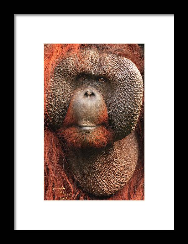 Animal Themes Framed Print featuring the photograph Orangutan Portrait by Bas Meelker Photography