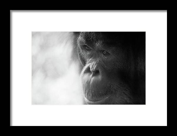 Animal Themes Framed Print featuring the photograph Orangutan Portrait by Brandon Hoover - Javajive Photography