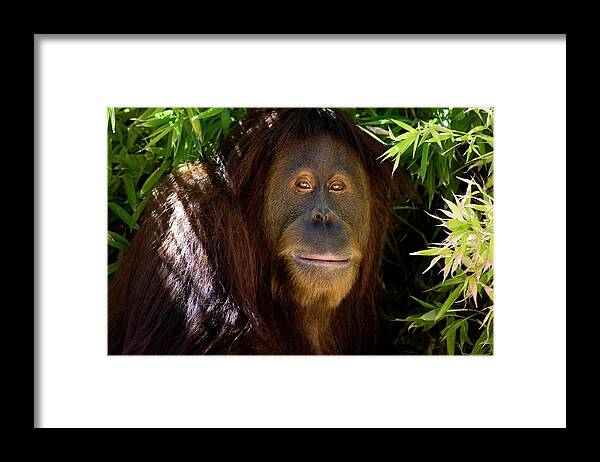 Tropical Rainforest Framed Print featuring the photograph Orangutan Shade by Dansin