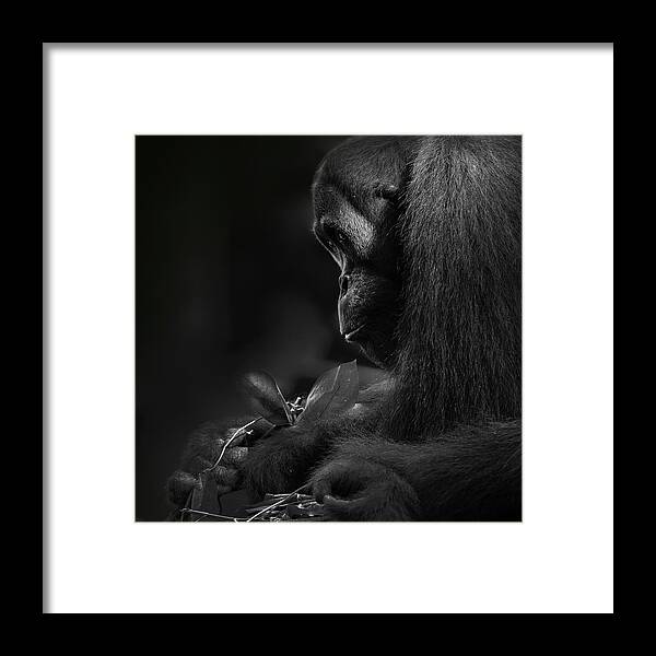  Framed Print featuring the photograph Orangutan by Twee Liang Wong