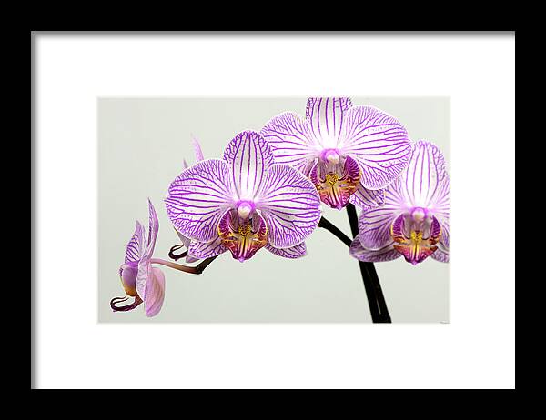 Orchid-2017-33 Framed Print featuring the photograph Orchid-2017-33 by Gordon Semmens