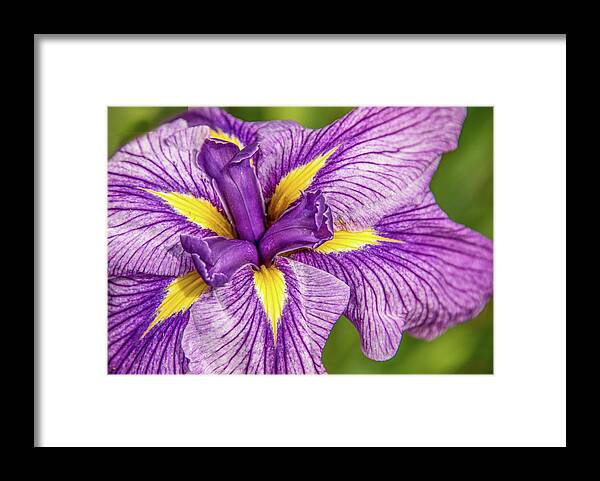 Flower. Orchid Framed Print featuring the photograph Orchid #3 by Minnie Gallman