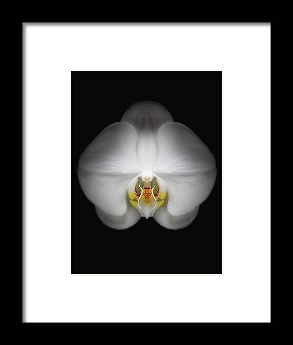 Black Background Framed Print featuring the photograph Orchid Flower by Burazin