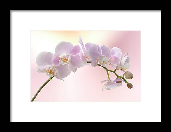 Plant Stem Framed Print featuring the photograph Orchid by Pixhook